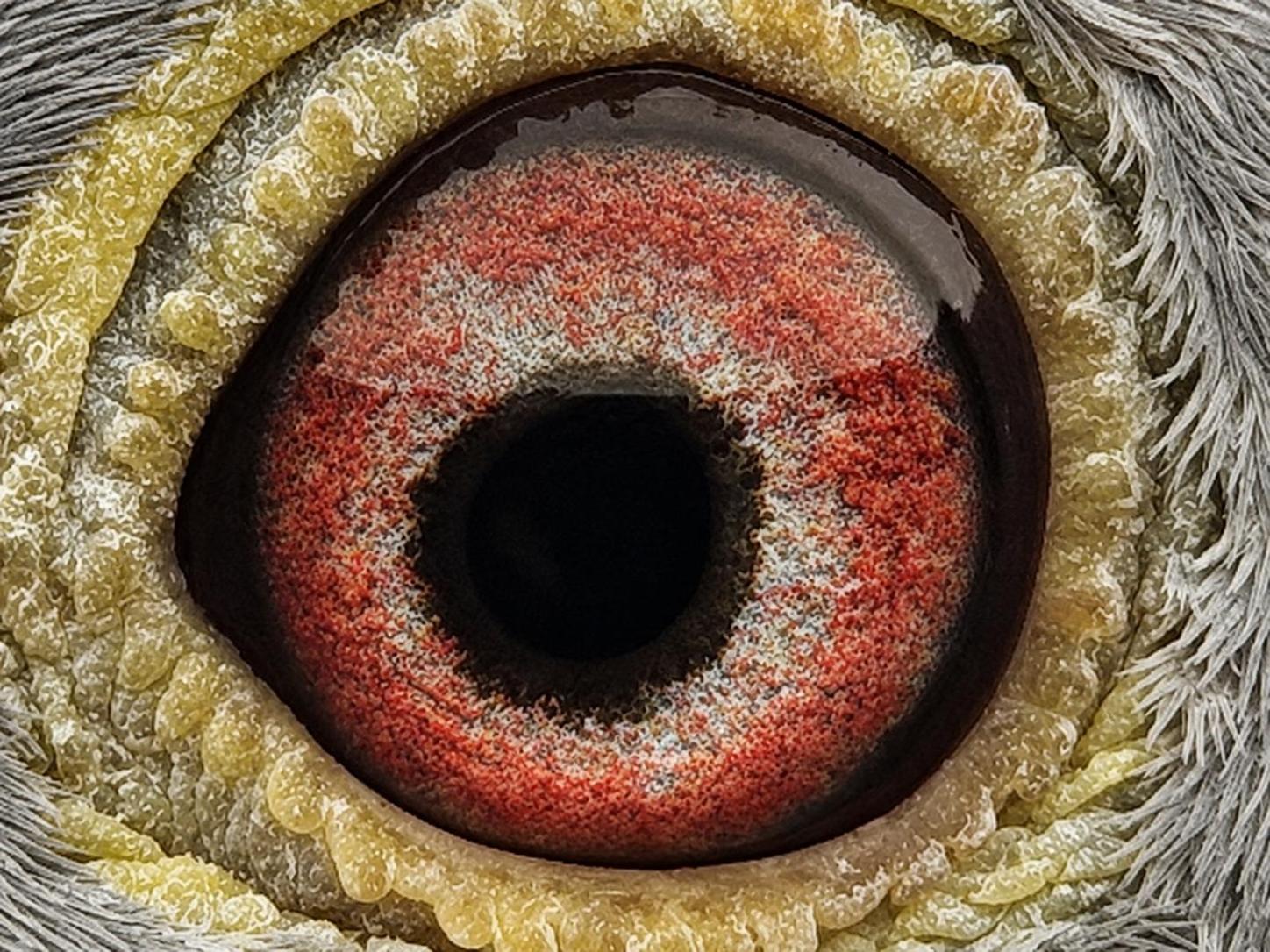 Pigeon eye